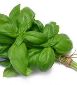 Basil Green