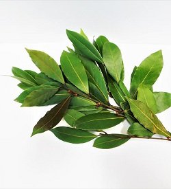 Bay Leaves