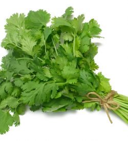 Coriander