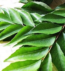 Curry Leaves