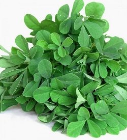 Fenugreek
