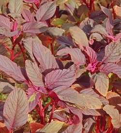 Foliette Amaranth