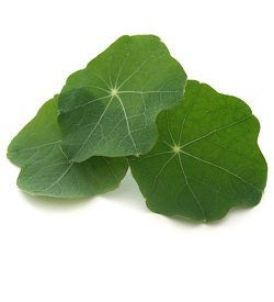 Nasturtium Leaves
