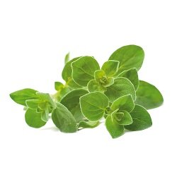 Oregano