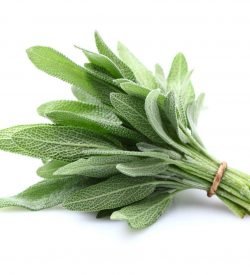 Sage
