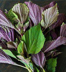 Shiso Red