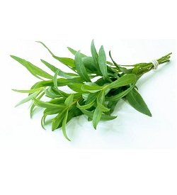 Tarragon