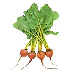 Beetroot Baby Gold