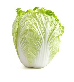 Cabbage Baby Wombok