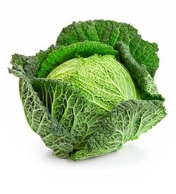 Cabbage Savoy
