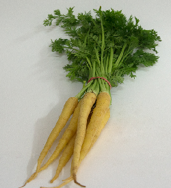 Carrots Dutch Yellow