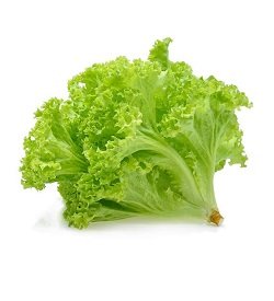 Coral Green Lettuce