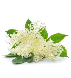 Elder Flowers