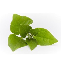 Natives Warrigal Greens