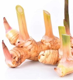 Galangal
