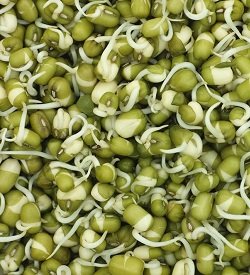 Mung Bean Sprouts