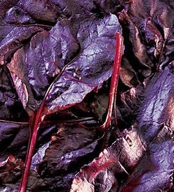 Foliette Bulls Blood