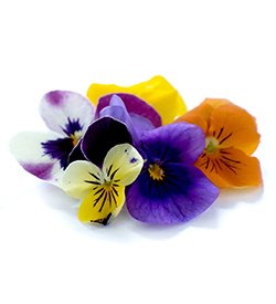 Flowers Viola Edible