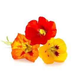 Flowers Nasturtium