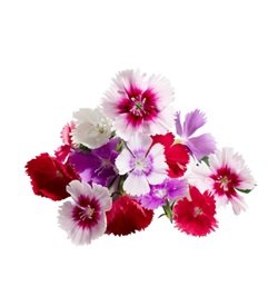 Flowers Dianthus