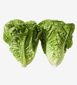 Lettuce Baby Cos Twin Pack