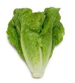 Lettuce Large Cos