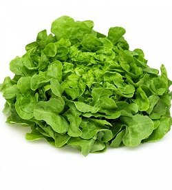 Lettuce Oak Green