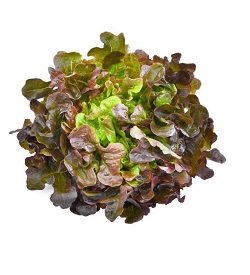 Lettuce Oak Red