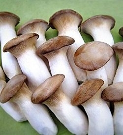 Mushrooms Baby King Brown