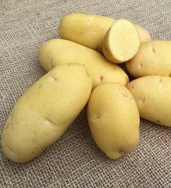 Potatoes Nicola