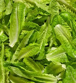 Lettuce Cos Leaves