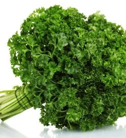 Flat Parsley